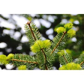 Spruce Needle